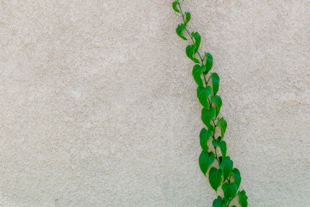 textura de pared rústica con ramita de planta trepadora