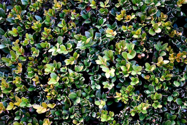 Textura de pared verde