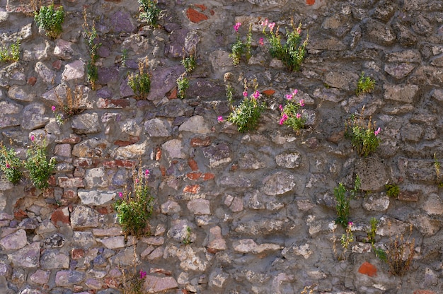 Textura de pared vintage con flores