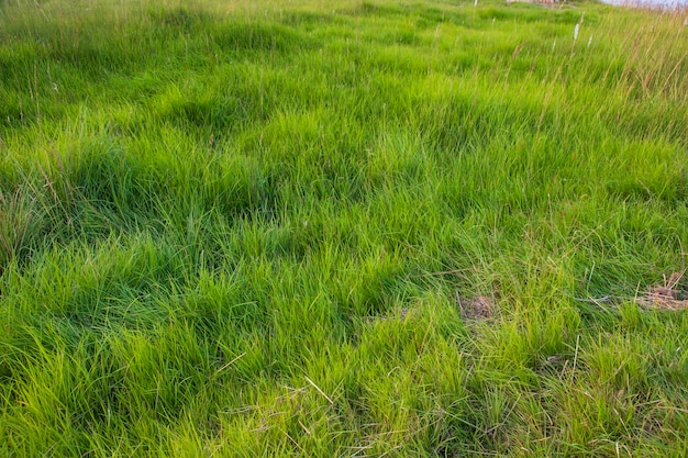 La textura de patrón abstracto de hierba verde larga se puede usar como papel tapiz de fondo natural