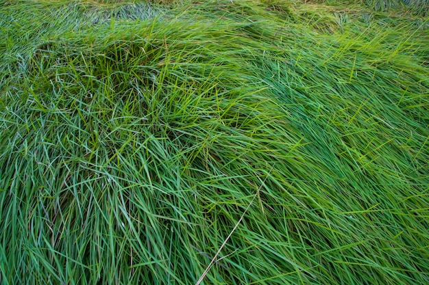 La textura del patrón de hierba larga verde de primer plano se puede utilizar como papel tapiz de fondo natural