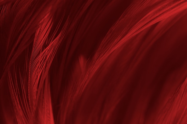 Textura de patrón de plumas rojas hermosas