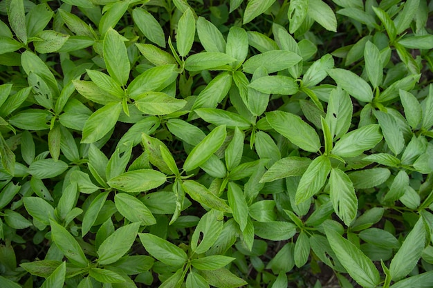 La textura del patrón de vista superior de la planta de yute crudo verde se puede utilizar como papel tapiz de fondo