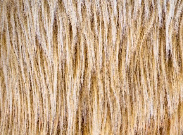 Foto textura de pelo beige y marrón de pelo largo