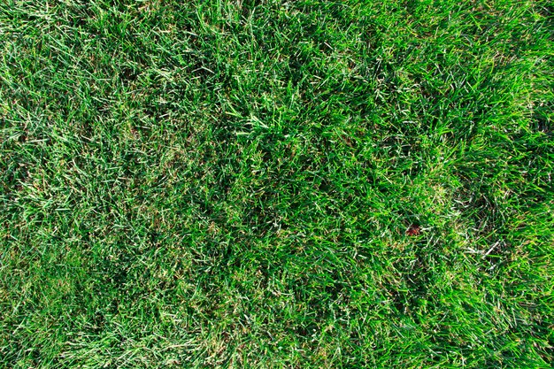 Textura perfeita da grama verde. Sem costura apenas na dimensão horizontal.