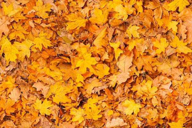 Textura perfeita de folhas secas de outono caídas no chão