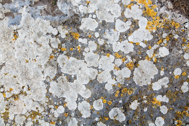 Textura de piedra cubierta con fondo de molde