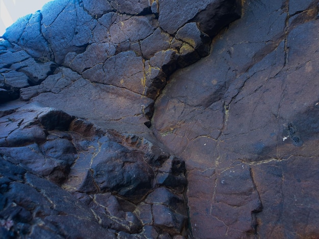 Textura de piedras grandes de commond en craspedia bajo la luz del sol en una hoja de río con una borrosa foto gratis