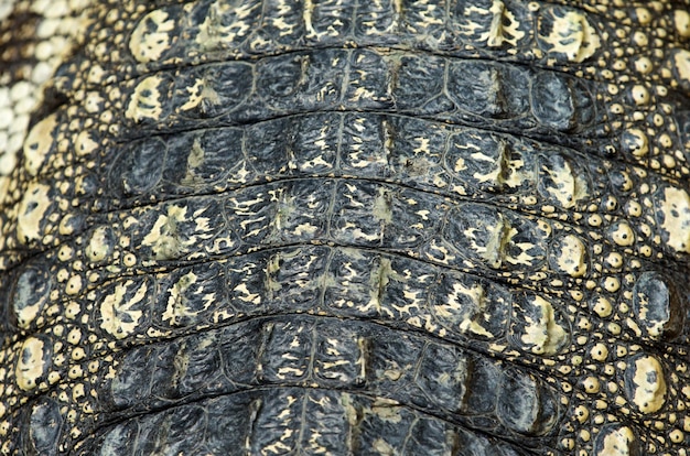 Textura de piel de cocodrilo
