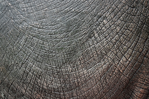 Textura de piel de dinosaurio