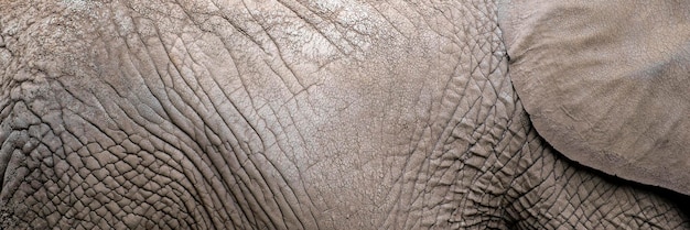 La textura de la piel de un elefante africano closeup Arrugas e irregularidades de la piel de un elefante adulto