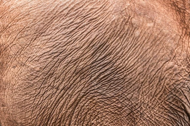 Textura de piel de elefante africano. Patrón de fondo de piel de elefante.