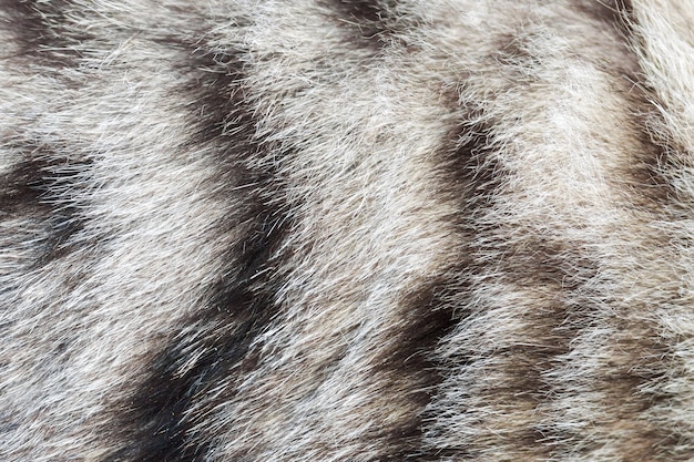 Textura de piel de gato a rayas, lana de cerca