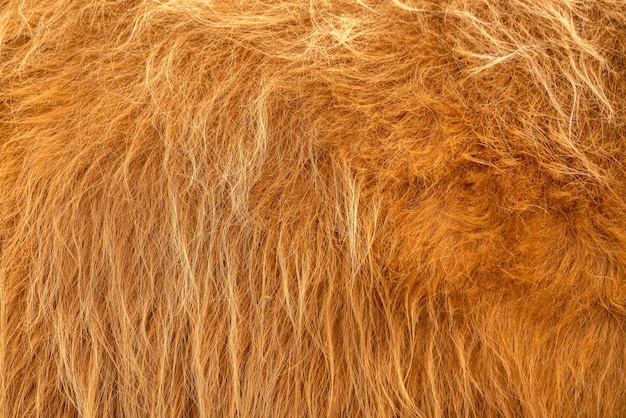 La textura de la piel marrón de una vaca escocesa Cabello rojo grueso y esponjoso