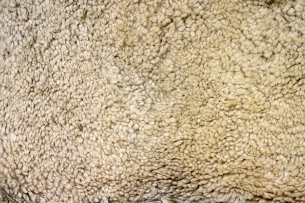 Textura de piel de oveja beige.