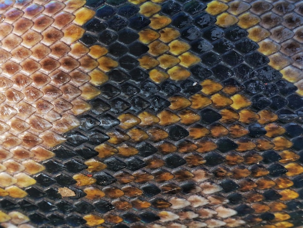 La textura de la piel de Python con escamas que forman un patrón de diseño abstracto perfecto para el fondo