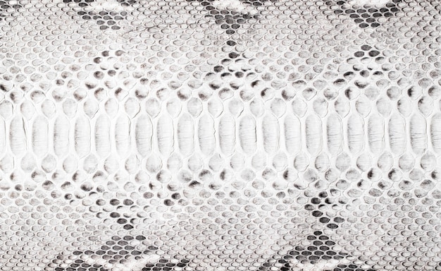 textura de piel de serpiente blanca y negra fondo de piel de reptil natural