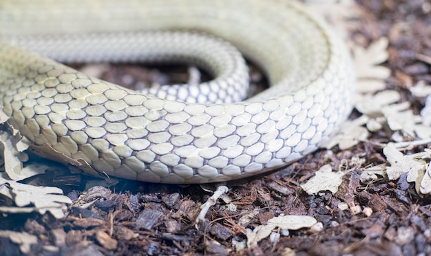 textura de la piel de una serpiente, escamas detalladas de la piel de un reptil