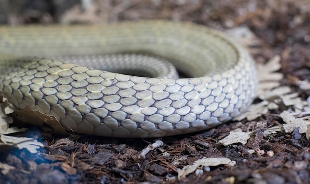 textura de la piel de una serpiente, escamas detalladas de la piel de un reptil