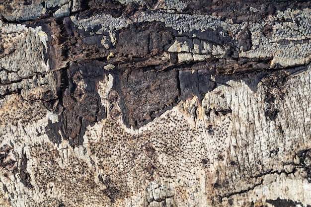 Textura plana de la superficie de la corteza del tronco del tronco de madera natural
