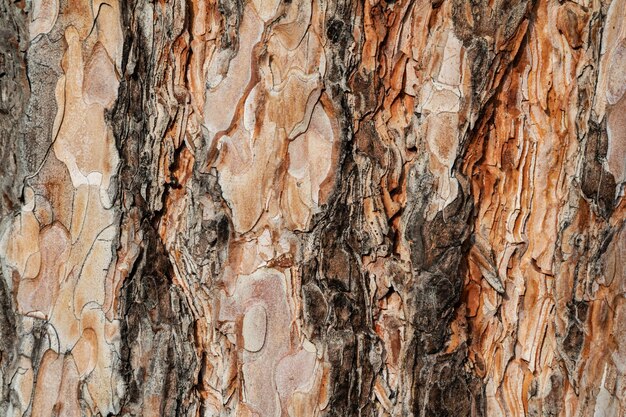 Textura plana de la superficie de la corteza del tronco del tronco de madera natural