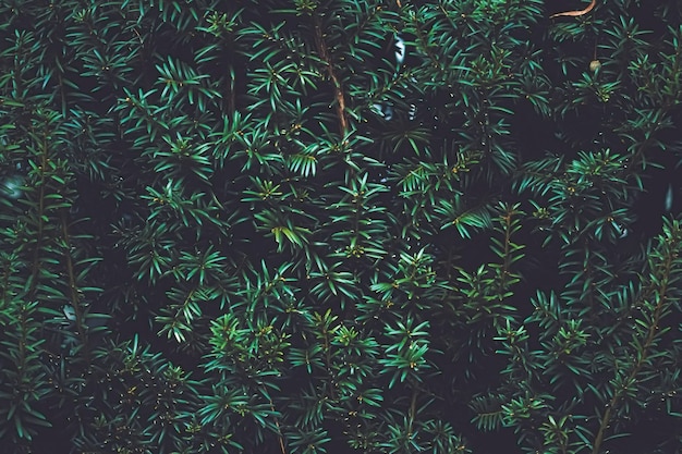 Textura de planta de arbusto de abeto verde y diseño de la naturaleza