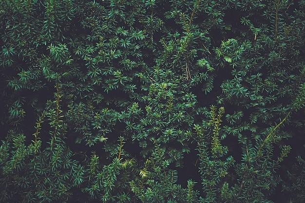 Textura de planta de arbusto de abeto verde y diseño de la naturaleza