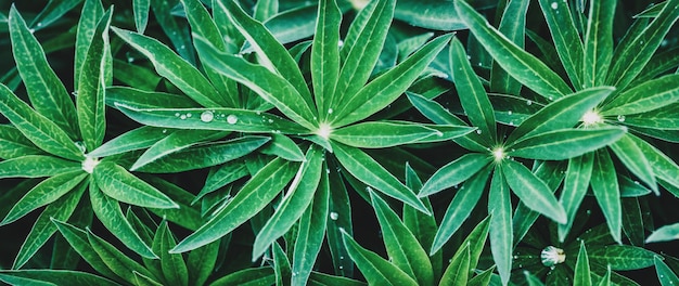 Textura de planta verde Jardín phlox deja banner ancho de fondo