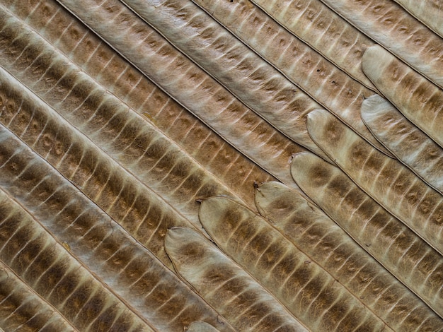 Textura de una planta verde.