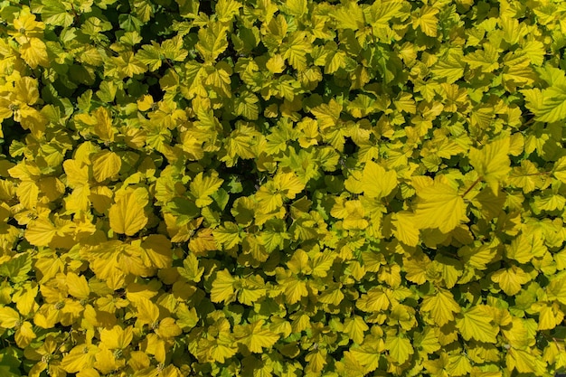 Textura de plantas amarillas con brotes en la vista superior de la luz del sol