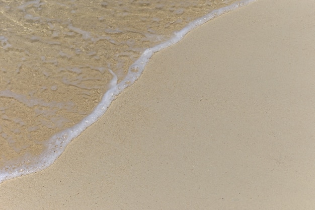 Textura de playa de coral y conchas para el fondo de verano