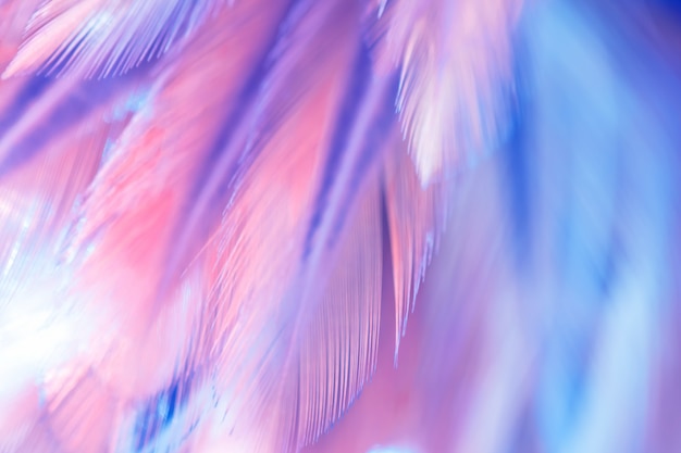 Foto textura de la pluma de los pájaros del pájaro de la falta de definición para el fondo