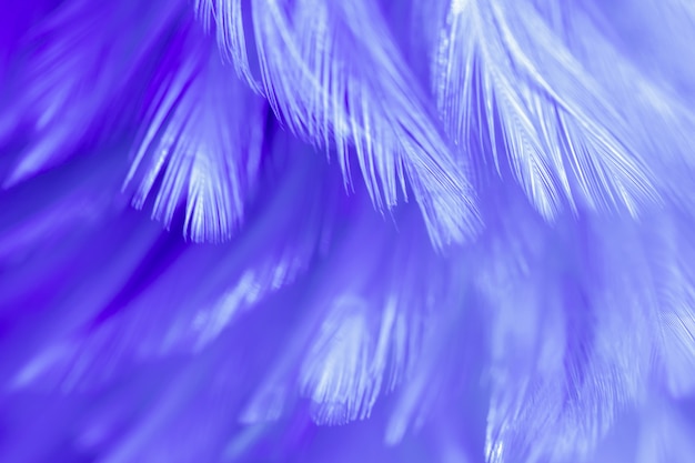 Foto textura de la pluma de los pájaros del pájaro de la falta de definición para el fondo