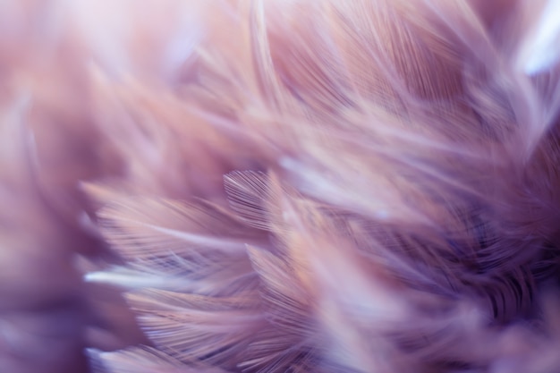 Textura de la pluma de los pájaros del pájaro de la falta de definición para el fondo