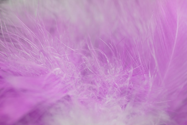 Textura de la pluma de los pájaros del pájaro de la falta de definición para el fondo