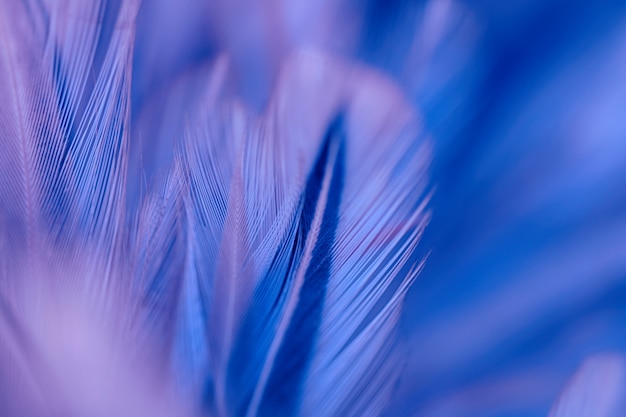 Textura de la pluma de los pájaros del pájaro de la falta de definición para el fondo