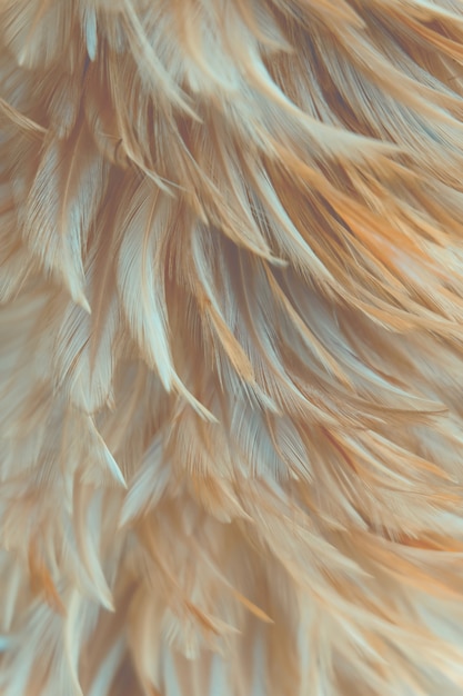Textura de la pluma de los pájaros del pájaro de la falta de definición para el fondo