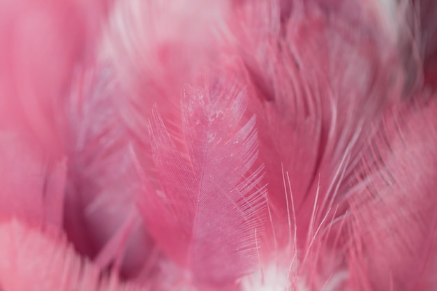 Textura de la pluma de los pájaros del pájaro de la falta de definición para el fondo