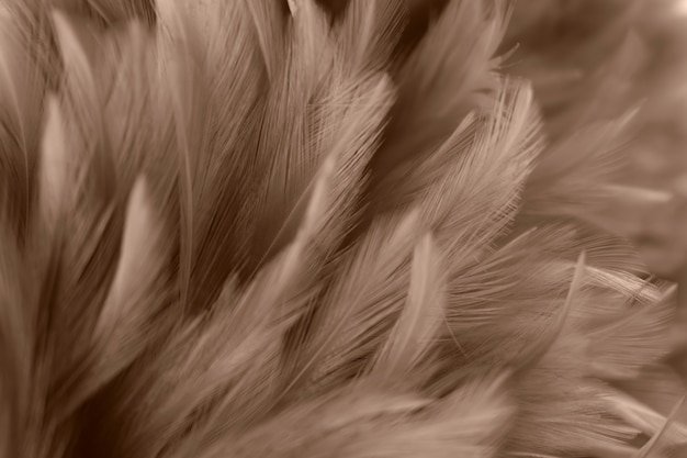 Textura de la pluma de los pájaros del pájaro de la falta de definición para el fondo