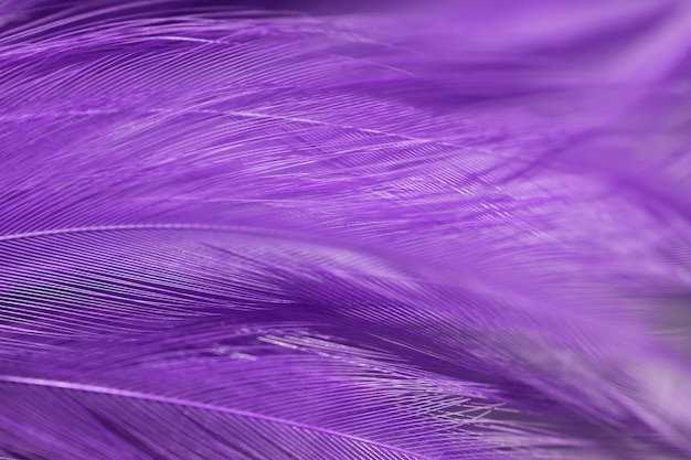 Textura de la pluma de los pájaros del pájaro de la falta de definición para el fondo