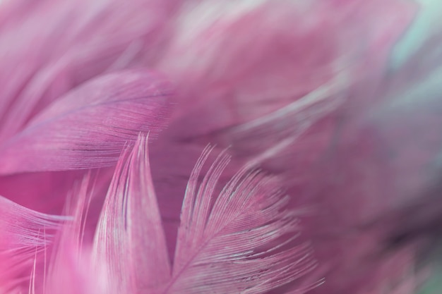 Foto textura de pluma de pollos de aves de desenfoque