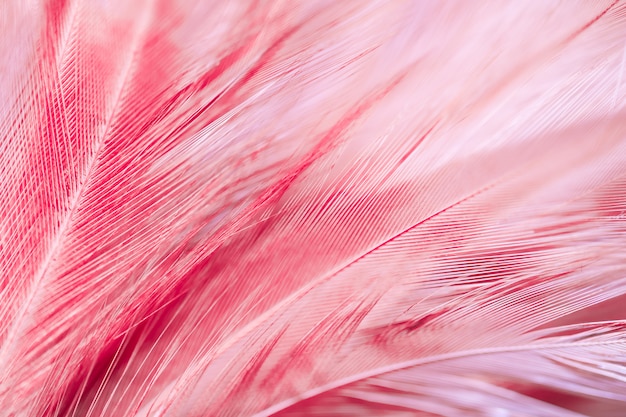 Foto textura de pluma de pollos de pájaro de desenfoque para fondo