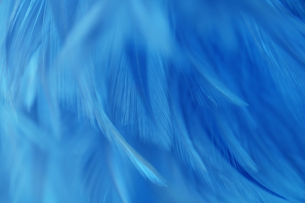 Textura de la pluma de los pollos del pájaro de la falta de definición para el fondo, fantasía, color abstracto, suave del diseño del arte.