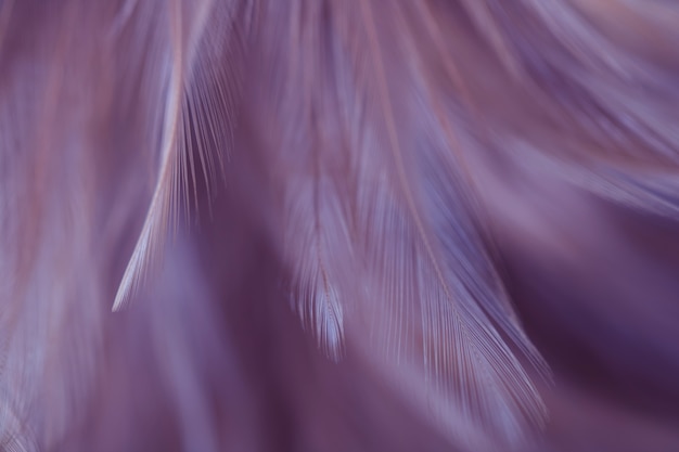 Textura de la pluma de los pollos del pájaro de la falta de definición para el fondo, fantasía, color abstracto, suave del diseño del arte.