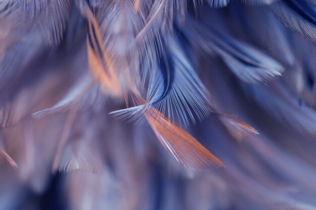 Textura de la pluma de los pollos del pájaro de la falta de definición para el fondo, fantasía, color abstracto, suave del diseño del arte.