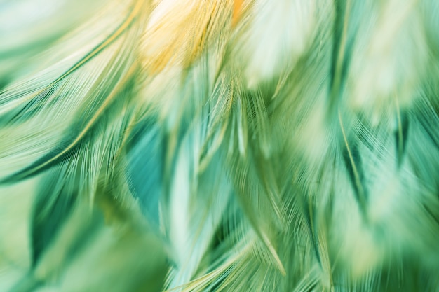 Textura de la pluma de los pollos del pájaro de la falta de definición para el fondo, fantasía, color abstracto, suave del diseño del arte.