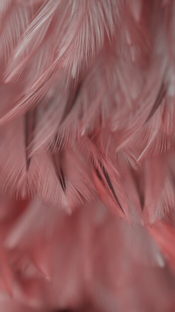 Textura de la pluma de los pollos del pájaro de la falta de definición para el fondo, fantasía, color abstracto, suave del diseño del arte.