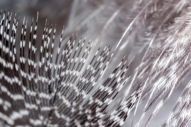 Foto textura de plumaje abstracto en blanco y negro en primer plano