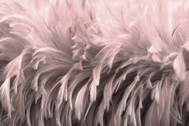 Textura de plumas de aves de Blur Bird para el fondo