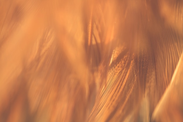 Textura de plumas de aves de Blur Bird para el fondo